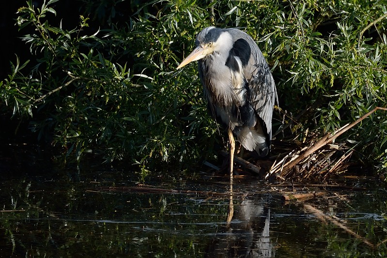 Blauwe Reiger